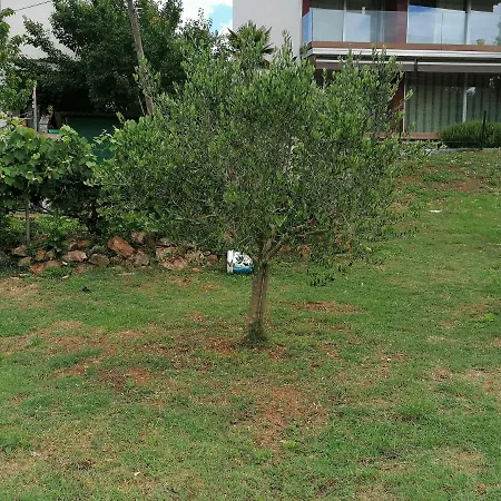 Lino * Ρόβινι